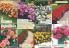 Akcija Katalog Flora Ekspres proleće 2017 51053
