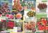 Akcija Katalog Flora Ekspres proleće 2017 51056