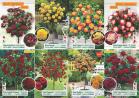 Akcija Katalog Flora Ekspres proleće 2017 51058