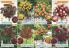 Akcija Katalog Flora Ekspres proleće 2017 51058