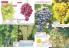 Akcija Katalog Flora Ekspres proleće 2017 51087