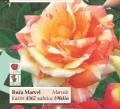 Flora Ekspres Ruža sadnica gigantski cvetovi Marvel