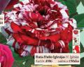 Flora Ekspres Ruža sadnica Hulio Iglesias