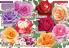 Akcija Floraexpress katalog cveća i sadnog materijala proleće 2018 69119