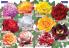 Akcija Floraexpress katalog cveća i sadnog materijala proleće 2018 69120