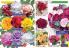 Akcija Floraexpress katalog cveća i sadnog materijala proleće 2018 69121
