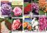 Akcija Floraexpress katalog cveća i sadnog materijala proleće 2018 69122