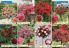 Akcija Floraexpress katalog cveća i sadnog materijala proleće 2018 69125