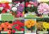 Akcija Floraexpress katalog cveća i sadnog materijala proleće 2018 69129
