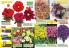 Akcija Floraexpress katalog cveća i sadnog materijala proleće 2018 69131