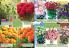 Akcija Floraexpress katalog cveća i sadnog materijala proleće 2018 69132