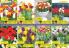 Akcija Floraexpress katalog cveća i sadnog materijala proleće 2018 69166
