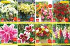 Katalog Flora ekspres katalog rasprodaja leto 2018